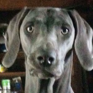 Meet your Posher, Aaron